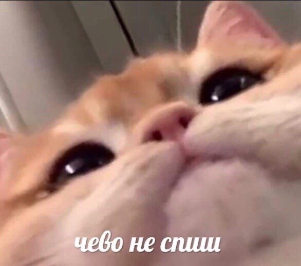 чево не спиш