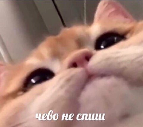 чево не спиш