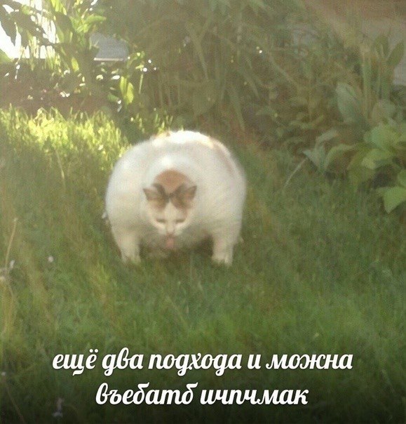 ещё два подхода и можна ичлчмак