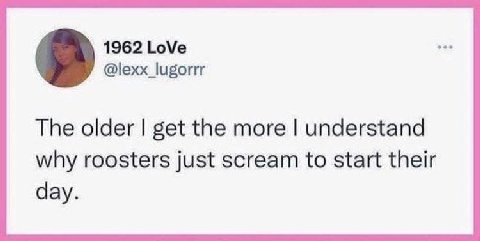 1962 LoVe @lexx_lugorrr в The older get the more understand why roosters just scream to start their day.