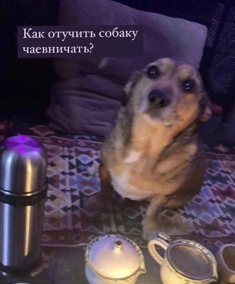 Как отучить собаку чаевничать? 4