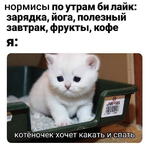 нормисы по утрам лайк: зарядка, йога, полезный завтрак, фрукты, кофе я. котеночек хочет какать и