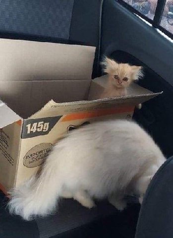 Awake... But at what cost...
