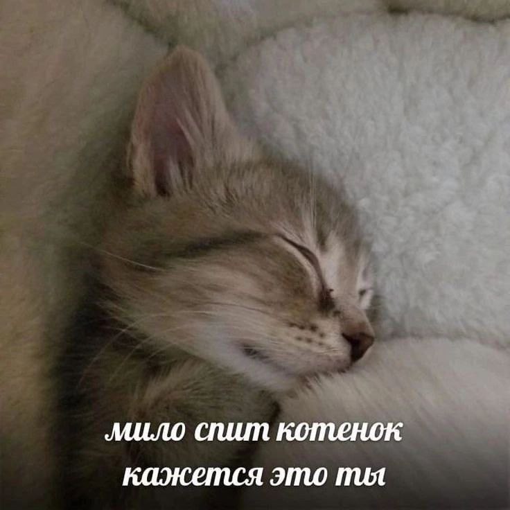 мило спит котенок кажется это пил