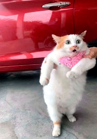 7 4 2
