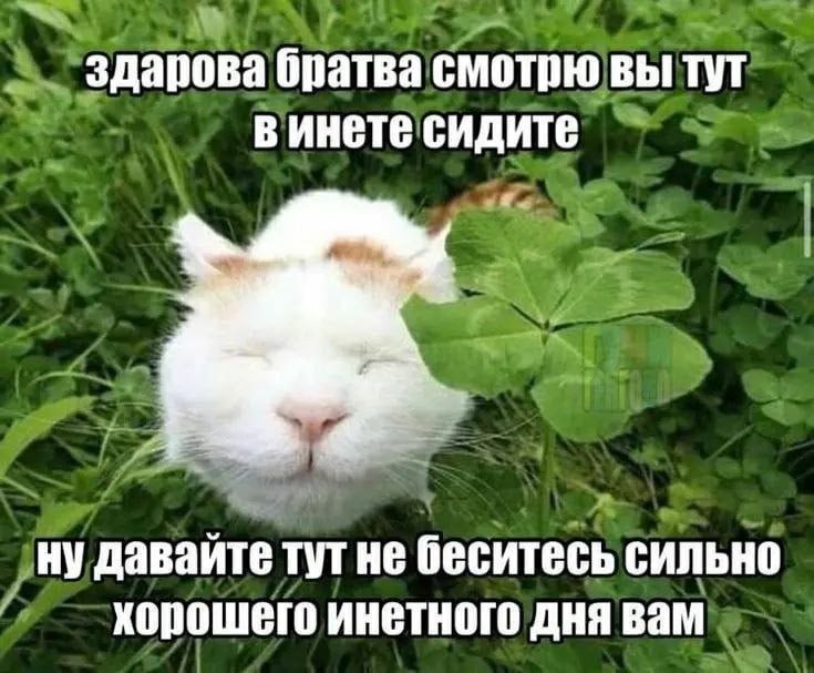 здарова братва смотрю вы тут в инете сидите ну давайте тут не беситесь сильно хорошего инетного дня вам