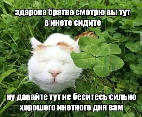 здарова братва смотрю вы тут в инете сидите ну давайте тут не беситесь сильно хорошего инетного дня вам