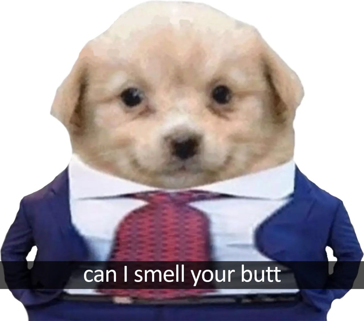 4 can smell your butt