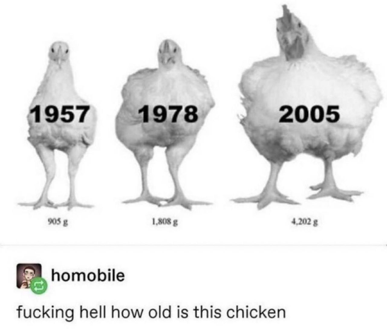 957 005 905 1,808 4.202 homobile fucking hell how old is this chicken