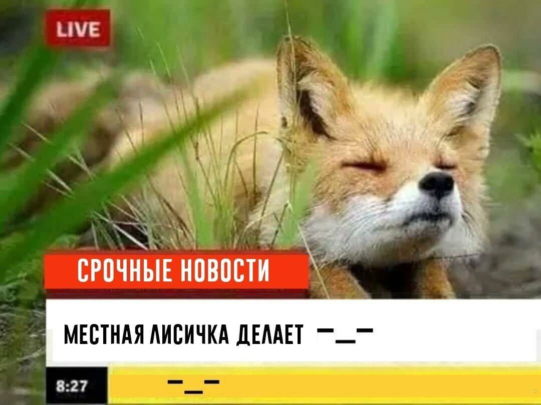 LIVE СРОЧНЫЕ НОВОСТИ. МЕСТНАЯ ЛИСИЧКА ДЕЛАЕТ 8:27