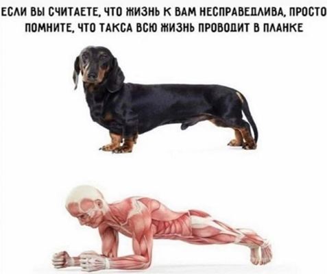 ЕСЛИ ВЫ СЧИТАЕТЕ, ЧТО ЖИЗНЬ К ВАМ НЕСПРАВЕПЛИВА, ПРОСТО ПОМНИТЕ, ЧТО ТАКСА ВСЮ ЖИЗНЬ ПРОВОДИТ В ПЛАНКЕ