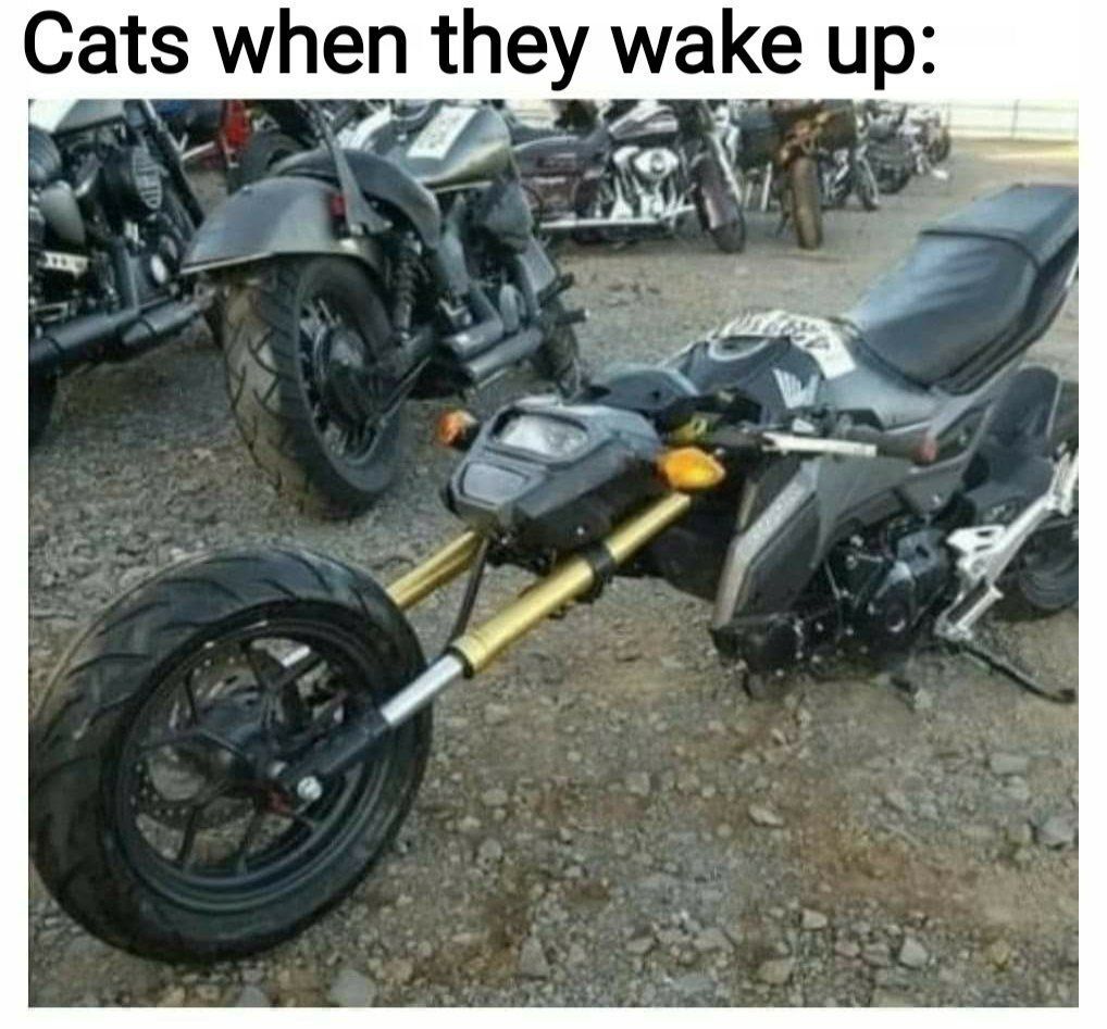 Cats when they wake up: