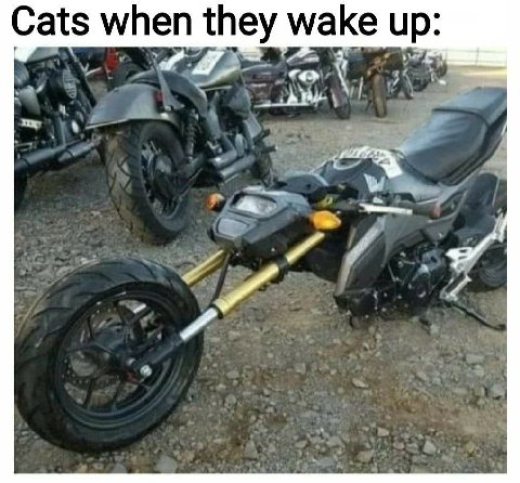 Cats when they wake up: