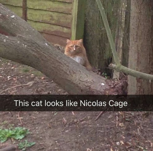 This cat looks like Nicolas Cag
