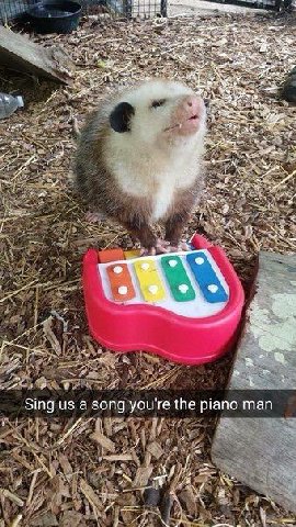 Я a AN и Sing а song you're the plano man 4