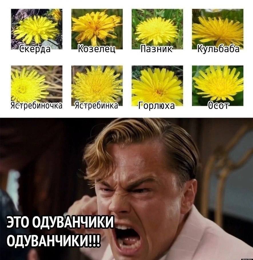 азник @керда Кульбаба 14 стребиночка Ястребинка Fopnwxa COT ЭТО ОДУВАНЧИКИ ОДУВАНЧИКИ!!