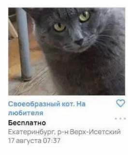Своеобразный кот. любителя Бесплатно Екатеринбург, р-нВерх-Исетский 17