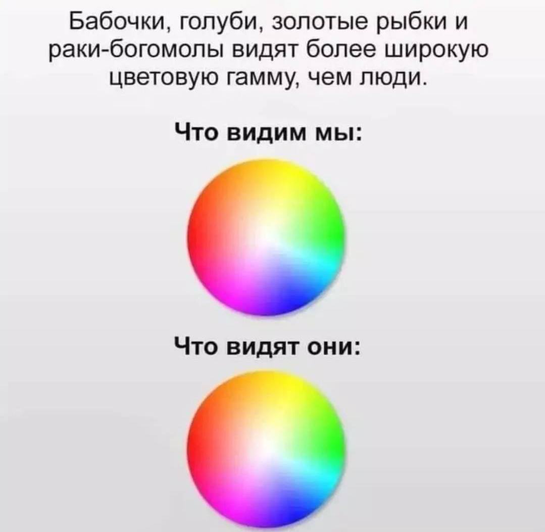 Бабочки, голуби, золотые рыбки и раки-богомолы видят более широкую цветовую гамму, чем люди. Что видим мы: Что видят они: