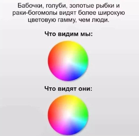 Бабочки, голуби, золотые рыбки и раки-богомолы видят более широкую цветовую гамму, чем люди. Что видим мы: Что видят они: