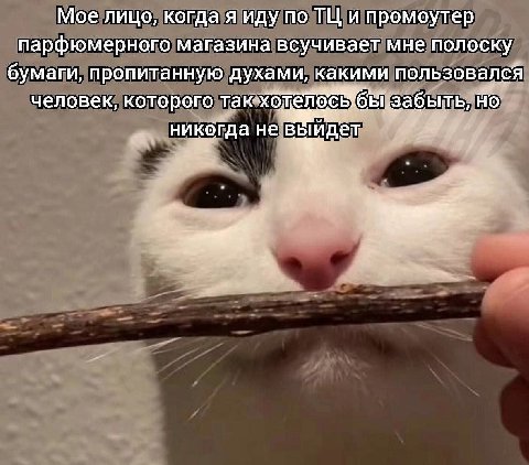 Мое лицо, когда я иду по и промоутер парфюмерного магазина всучивает мне полоску бумаги, пропитанную духами, какими пользовалсЯ человек, которого у никогда невыйдет А
