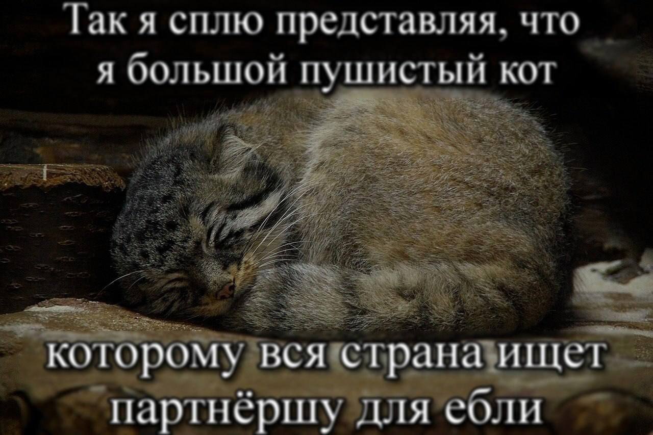 Так я сплю представляя, что я большой пушистый кот 2. We £9 4 We 5 a Lift IPO партнёршу для ебли
