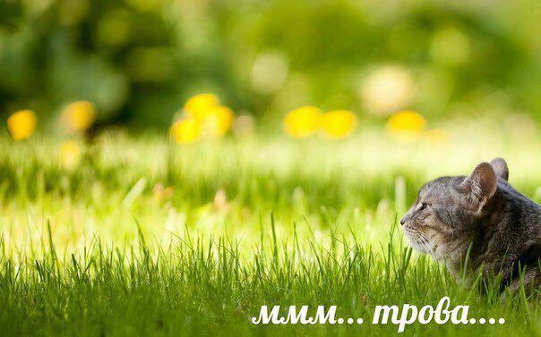 4 у УТУ 4 i} у We 4 трова..