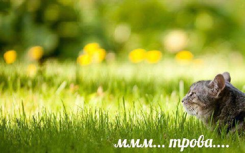 4 у УТУ 4 i} у We 4 трова..