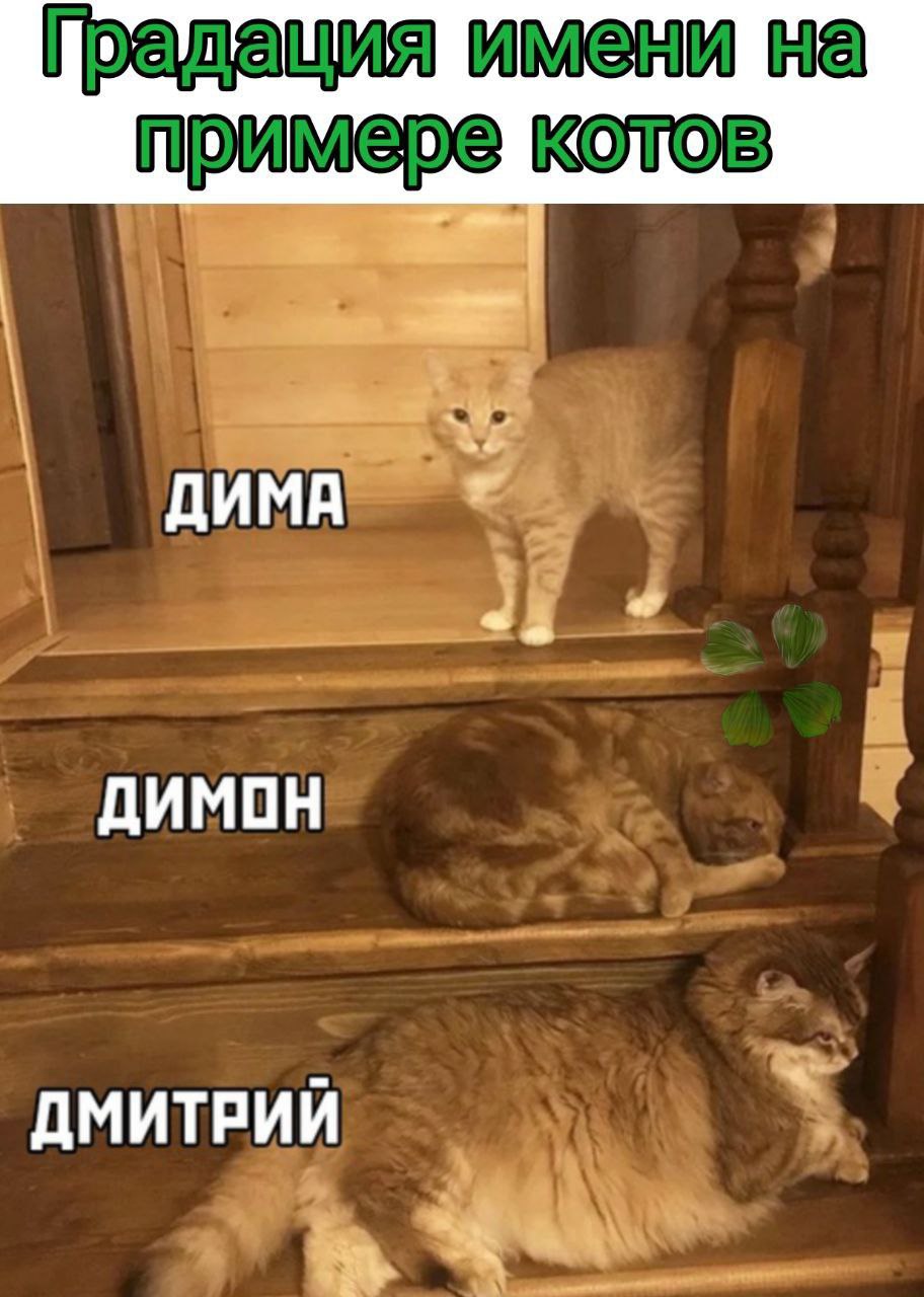 Градация имени на примере котов ДИМА ДИМОН ДМИТРИЙ