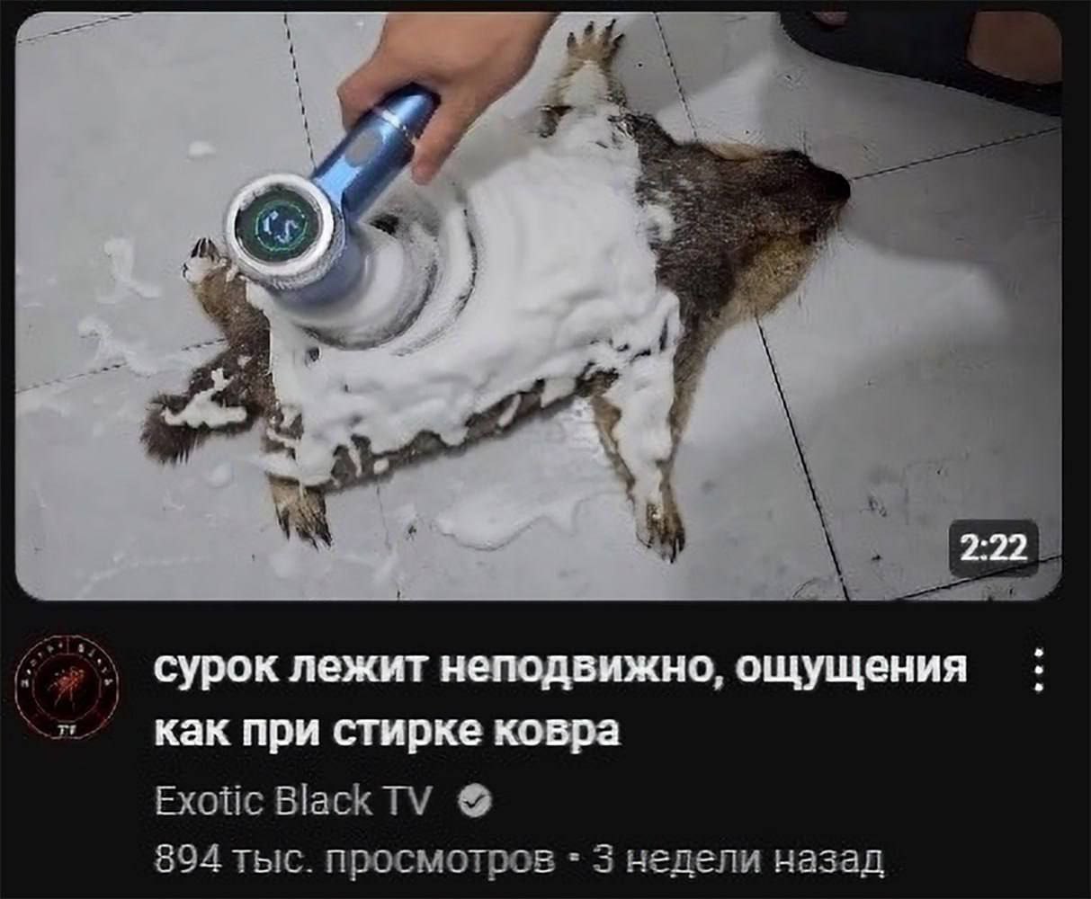 2:22 сурок лежит неподвижно, ощущения как при стирке ковра Exotic BlackTV 894 тыс. просмотров 3 недели назад