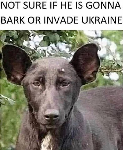 NOT SURE IF HE IS GONNA BARK OR INVADE UKRAINE 5
