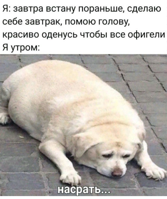 Я: завтра встану пораньше, сделаю себе завтрак, помою голову, красиво оденусь чтобы все офигели Я утром: насрать...