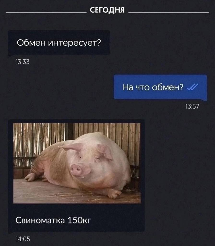 СЕГОДНЯ Обмен интересует? 15:55 На что обмен? 15:57 Свиноматка 14:05