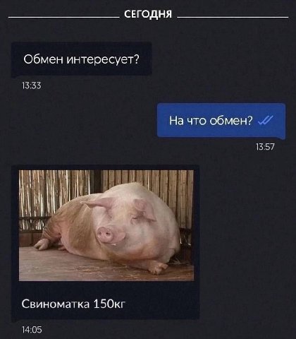 СЕГОДНЯ Обмен интересует? 15:55 На что обмен? 15:57 Свиноматка 14:05