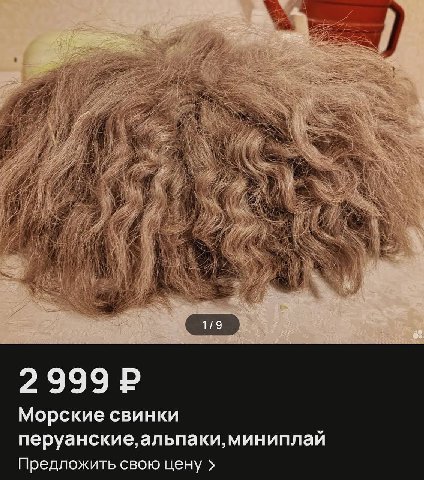 1/9 Морские свинки перуанские, альпаки, миниплай Предложить свою цену