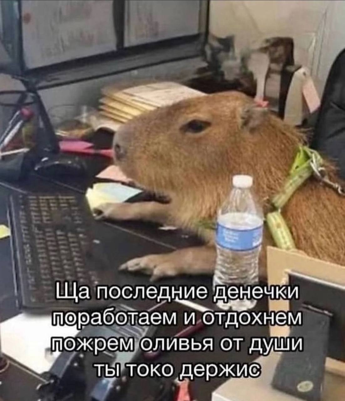 последние ечки поработаем и`отдохнём пожрем. оливья от души ты токо держие