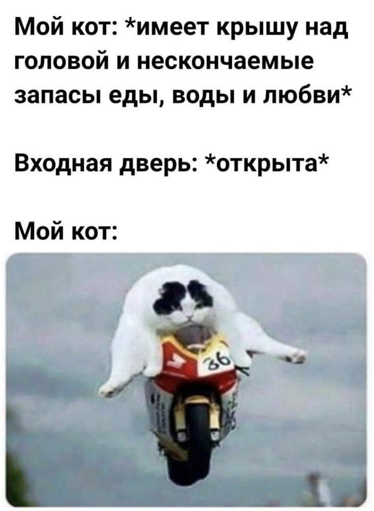 Мой кот: *имеет крышу над головой и нескончаемые запасы еды, воды и любви* Входная дверь: *открыта* Мой кот: