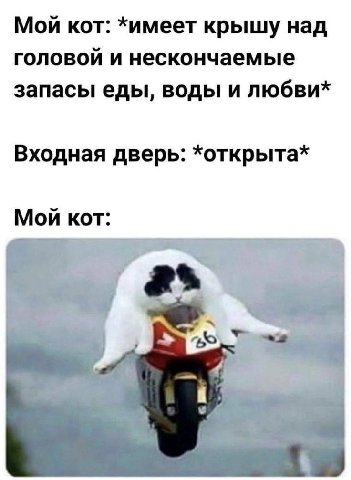Мой кот: *имеет крышу над головой и нескончаемые запасы еды, воды и любви* Входная дверь: *открыта* Мой кот: