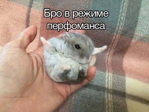 Бро в режиме перфоманса