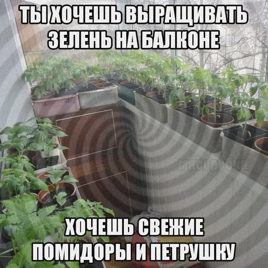 ХОЧЕШЬ ВЫРАЩИВАТЬ 1, ЗЕЛЕНЬ: НА БАЛКОНЕ a ХОЧЕШЬ СВЕЖИЕ ПОМИДОРЫ И ПЕТРУШКУ