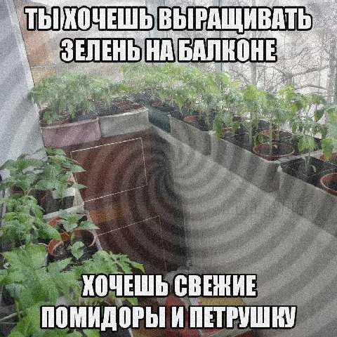 ХОЧЕШЬ ВЫРАЩИВАТЬ 1, ЗЕЛЕНЬ: НА БАЛКОНЕ a ХОЧЕШЬ СВЕЖИЕ ПОМИДОРЫ И ПЕТРУШКУ