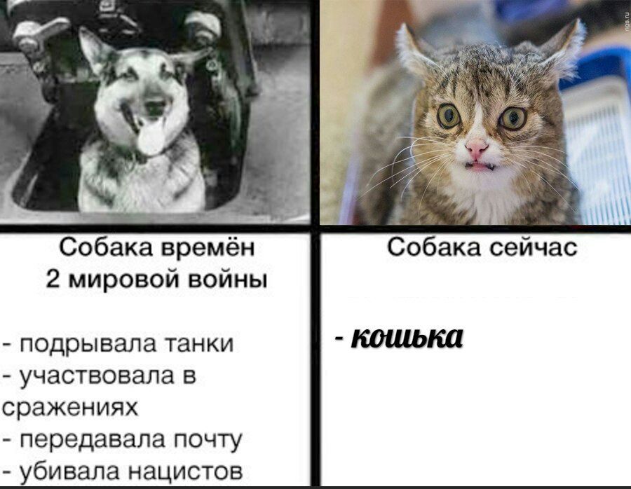 a Собака времён Собака сейчас 2 мировой войны подрывала танки участвовала в сражениях передавала почту убивала нацистов