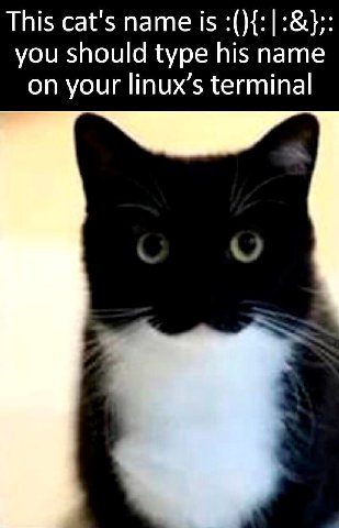 This cat's name is you should type his name on your linux’s terminal