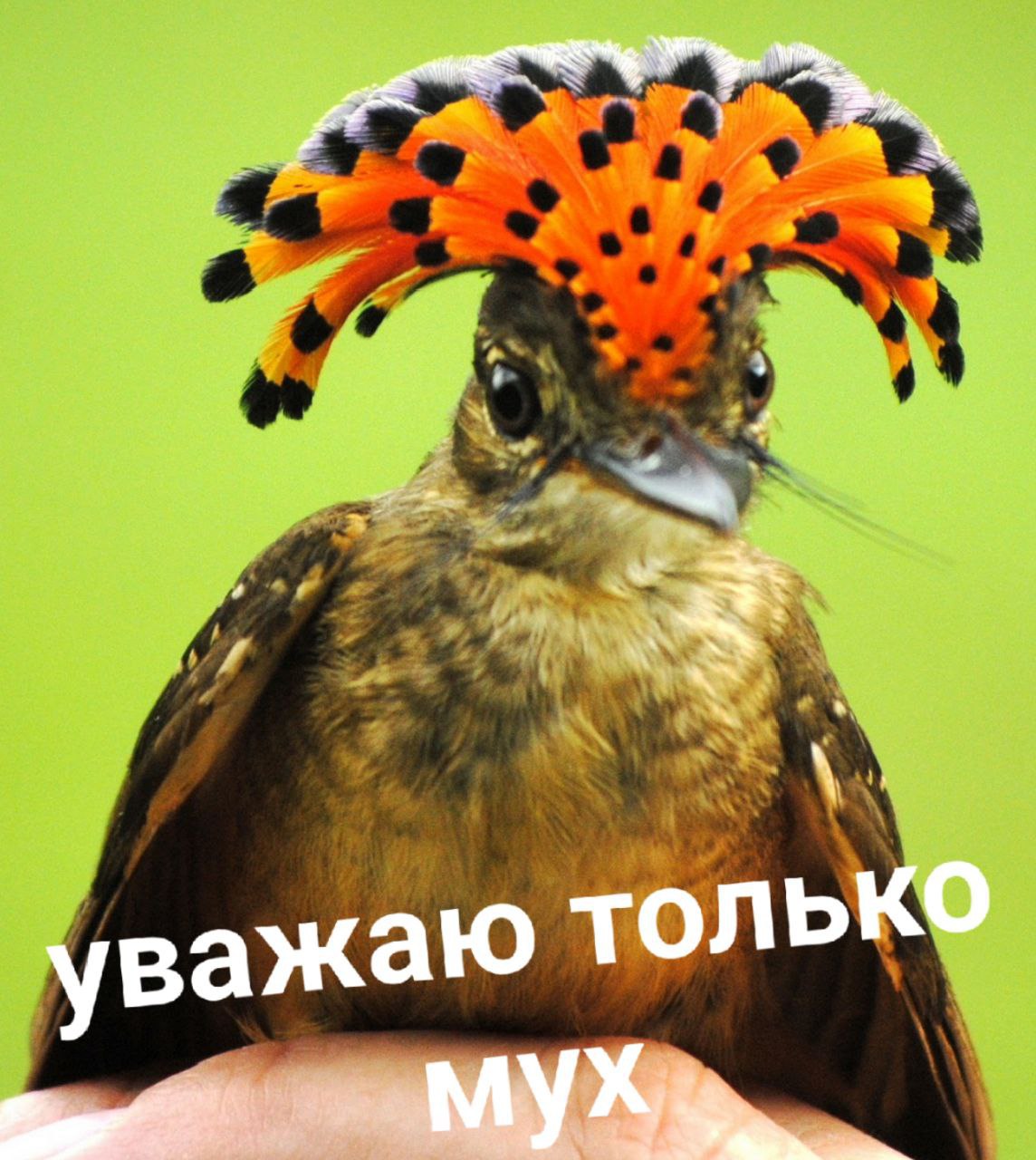 только