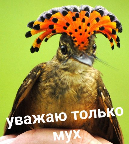 только