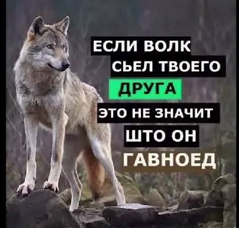 ЕСЛИ ВОЛК СЬЕЛ ТВОЕГО ЭТО НЕ ЗНАЧИТ ШТО ОН ГАВНОЕД