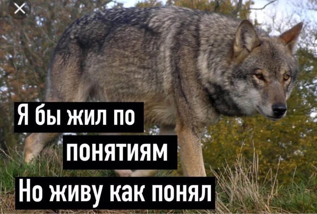 Я бы жил понятиям Но живу как понял