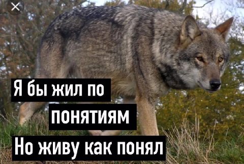 Я бы жил понятиям Но живу как понял