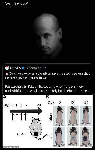 “Shut it down” МЕХТА @nexta Baldness over: scientists have created a serum that restores hair in just 20 days Researchers in Taiwan tested a new formula on mice and within three weeks, completely bald