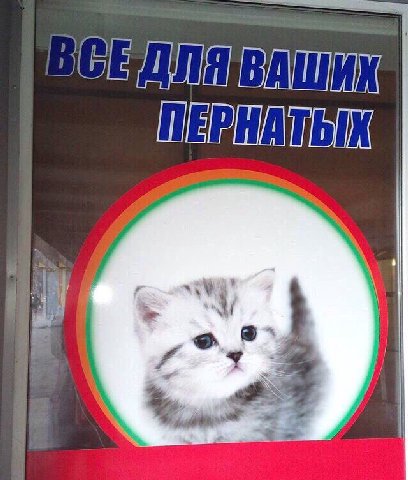 IGE ДЛЯ ВАШИХ. A