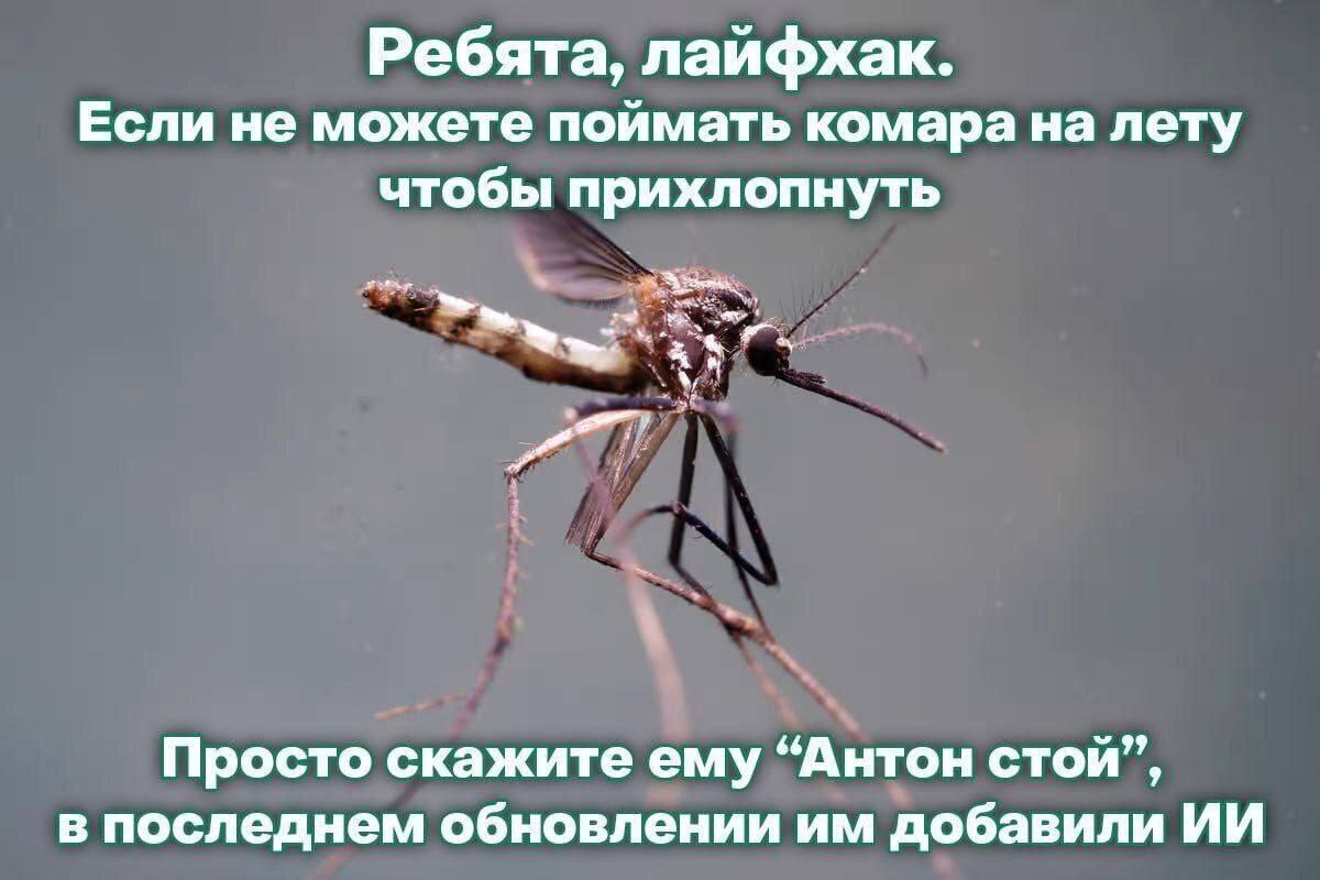 Ребята, лайфхак. Если не можете поймать комара на лету чтобы прихлопнуть Просто скажите ему “Антон стой”, в последнем обновлении добавили